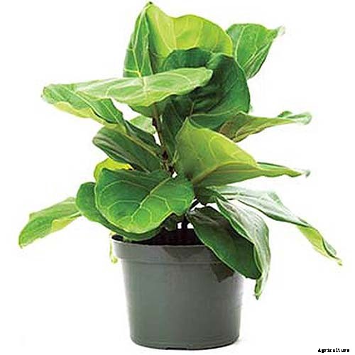 How to Grow and Care for Fiddle-Leaf Fig