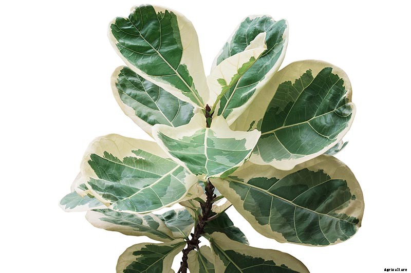 How to Grow and Care for Fiddle-Leaf Fig