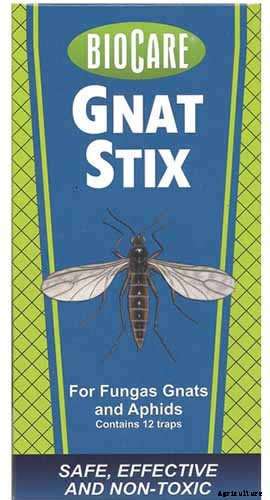 How to Grow and Care for Fiddle-Leaf Fig