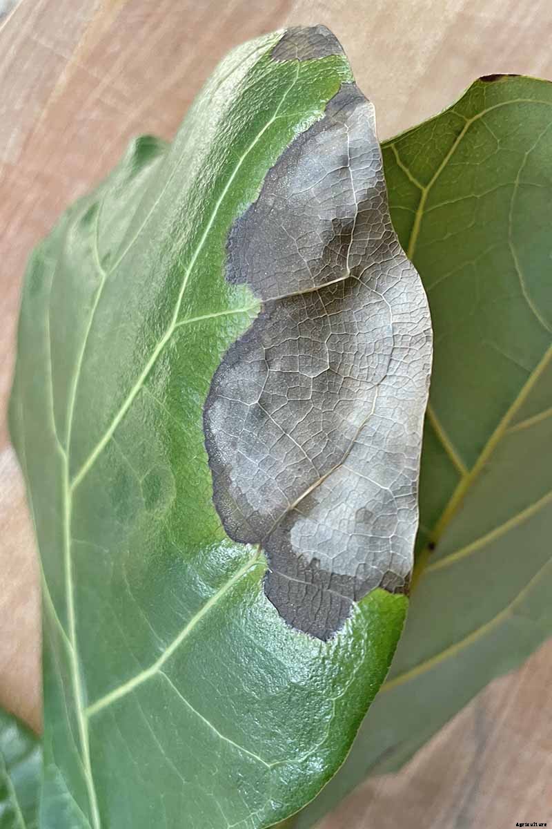 How to Grow and Care for Fiddle-Leaf Fig