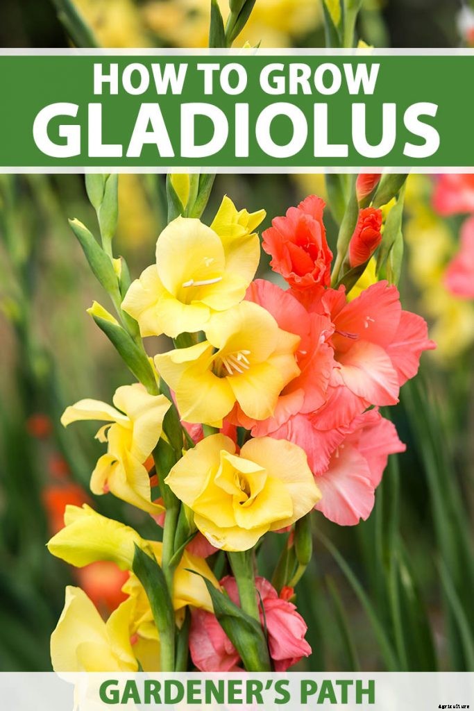 How to Grow and Care for Gladiolus