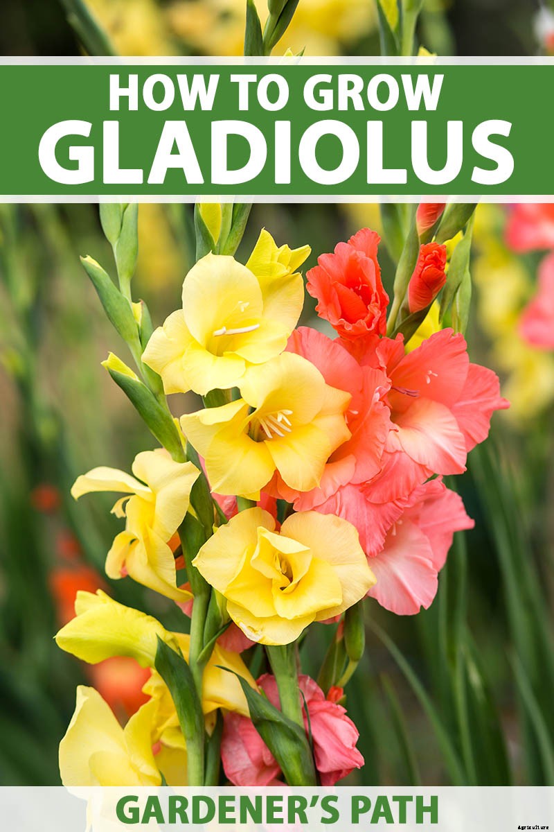 How to Grow and Care for Gladiolus