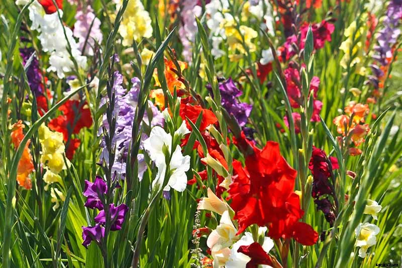 How to Grow and Care for Gladiolus