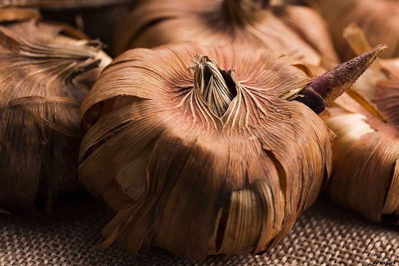 How to Grow and Care for Gladiolus