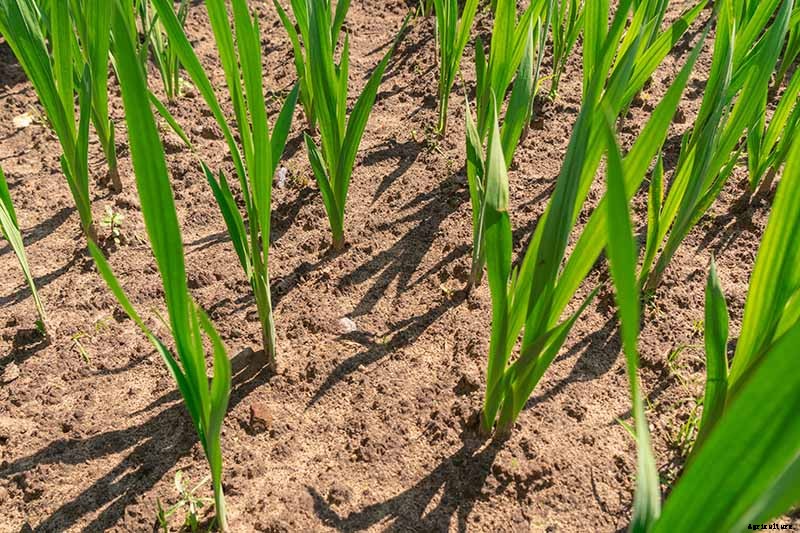 How to Grow and Care for Gladiolus