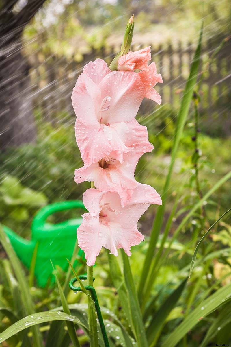 How to Grow and Care for Gladiolus