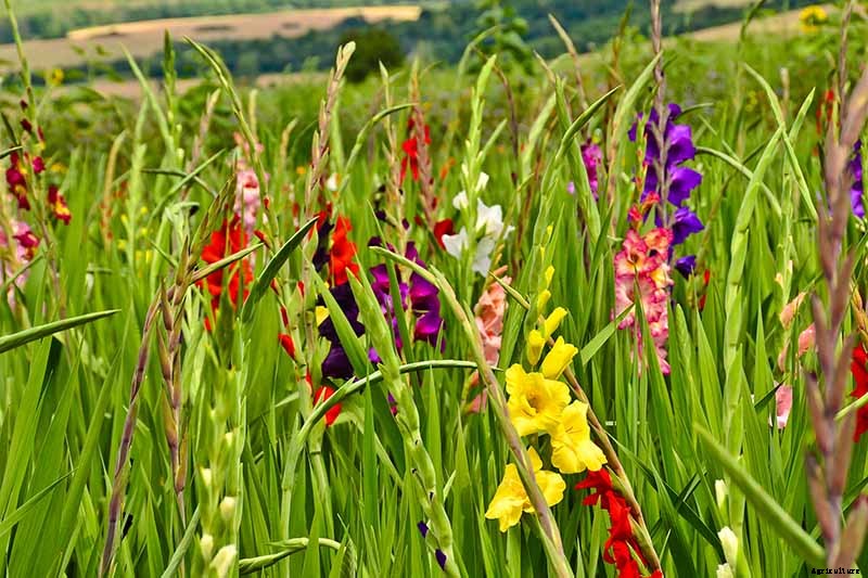 How to Grow and Care for Gladiolus