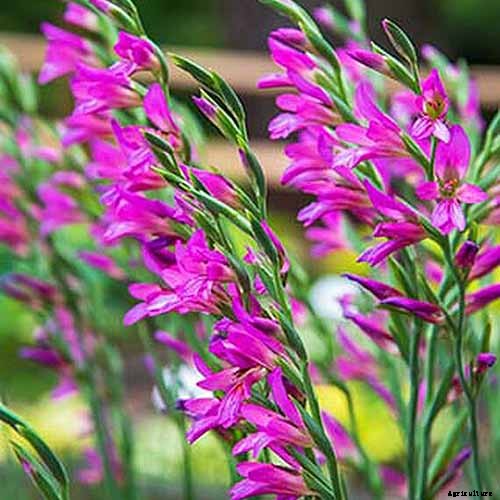 How to Grow and Care for Gladiolus