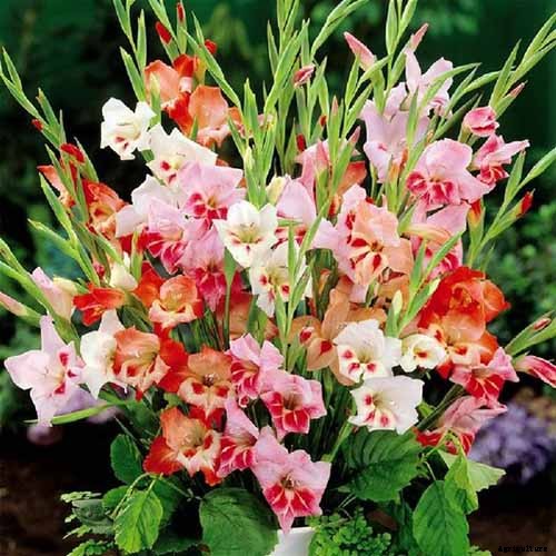 How to Grow and Care for Gladiolus