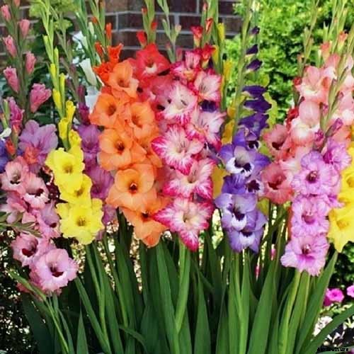 How to Grow and Care for Gladiolus
