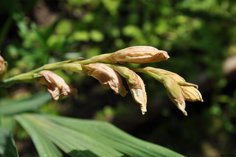 How to Grow and Care for Gladiolus