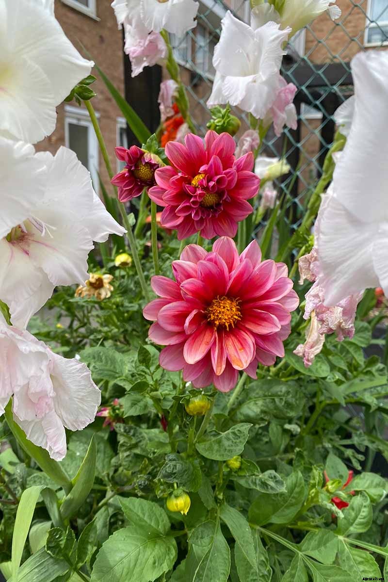 How to Grow and Care for Gladiolus