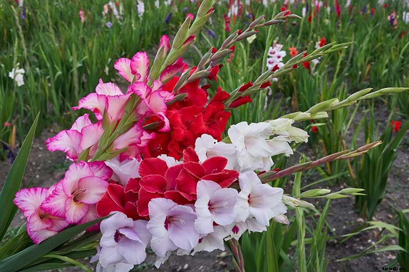 How to Grow and Care for Gladiolus