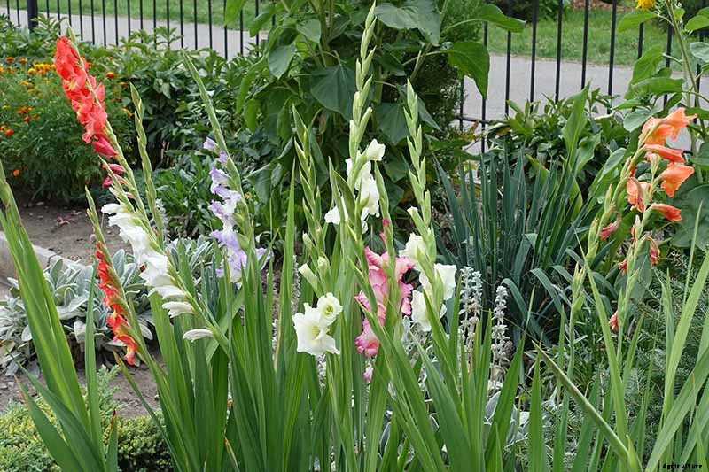 How to Grow and Care for Gladiolus