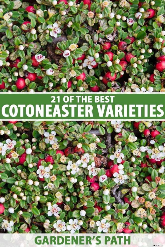 21 of the Best Cotoneaster Varieties for Ground Covers, Hedges, and More