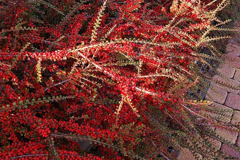 21 of the Best Cotoneaster Varieties for Ground Covers, Hedges, and More