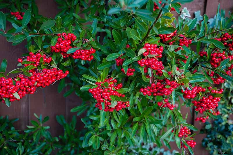 21 of the Best Cotoneaster Varieties for Ground Covers, Hedges, and More