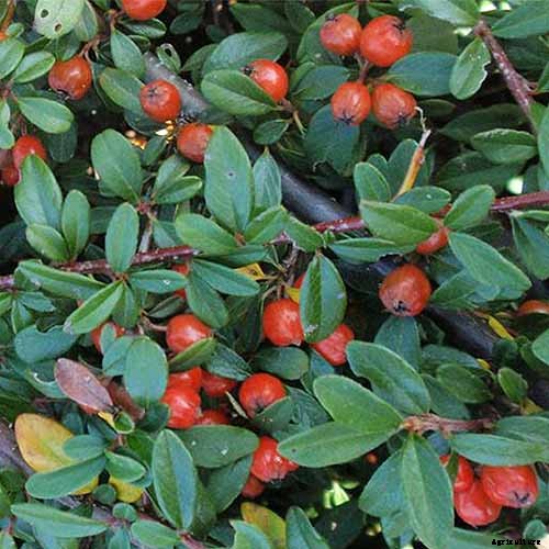 21 of the Best Cotoneaster Varieties for Ground Covers, Hedges, and More