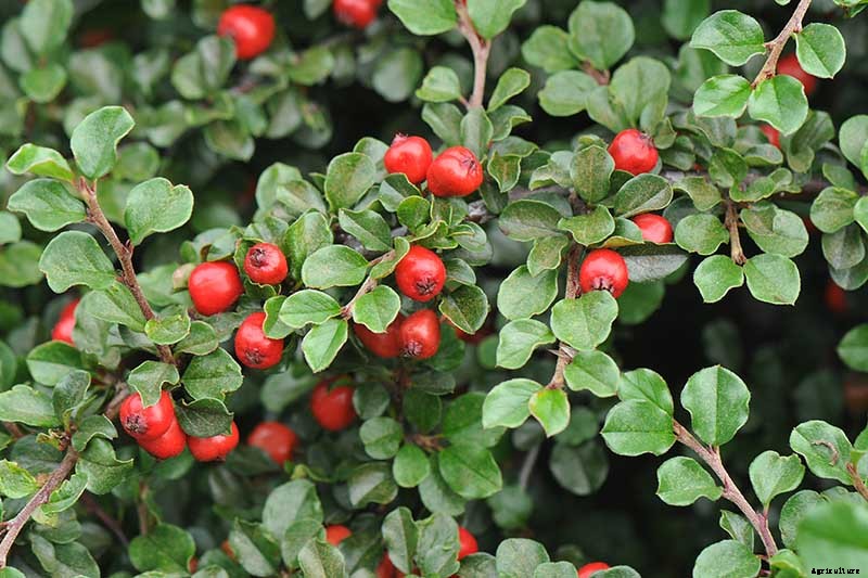 21 of the Best Cotoneaster Varieties for Ground Covers, Hedges, and More