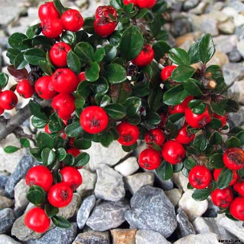 21 of the Best Cotoneaster Varieties for Ground Covers, Hedges, and More