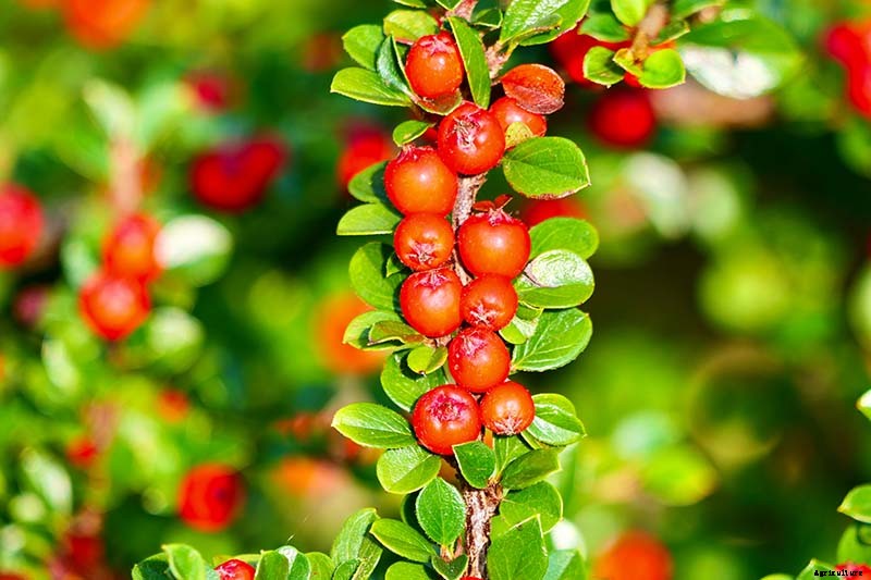 21 of the Best Cotoneaster Varieties for Ground Covers, Hedges, and More
