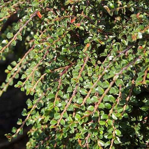 21 of the Best Cotoneaster Varieties for Ground Covers, Hedges, and More