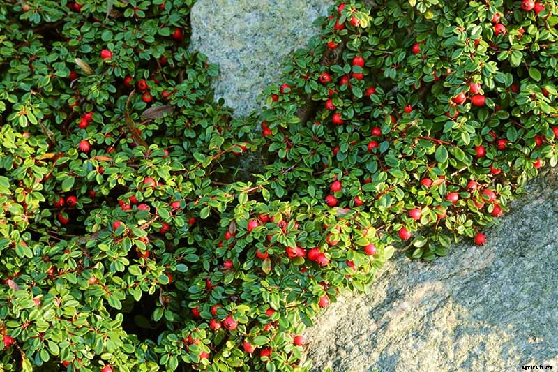 21 of the Best Cotoneaster Varieties for Ground Covers, Hedges, and More