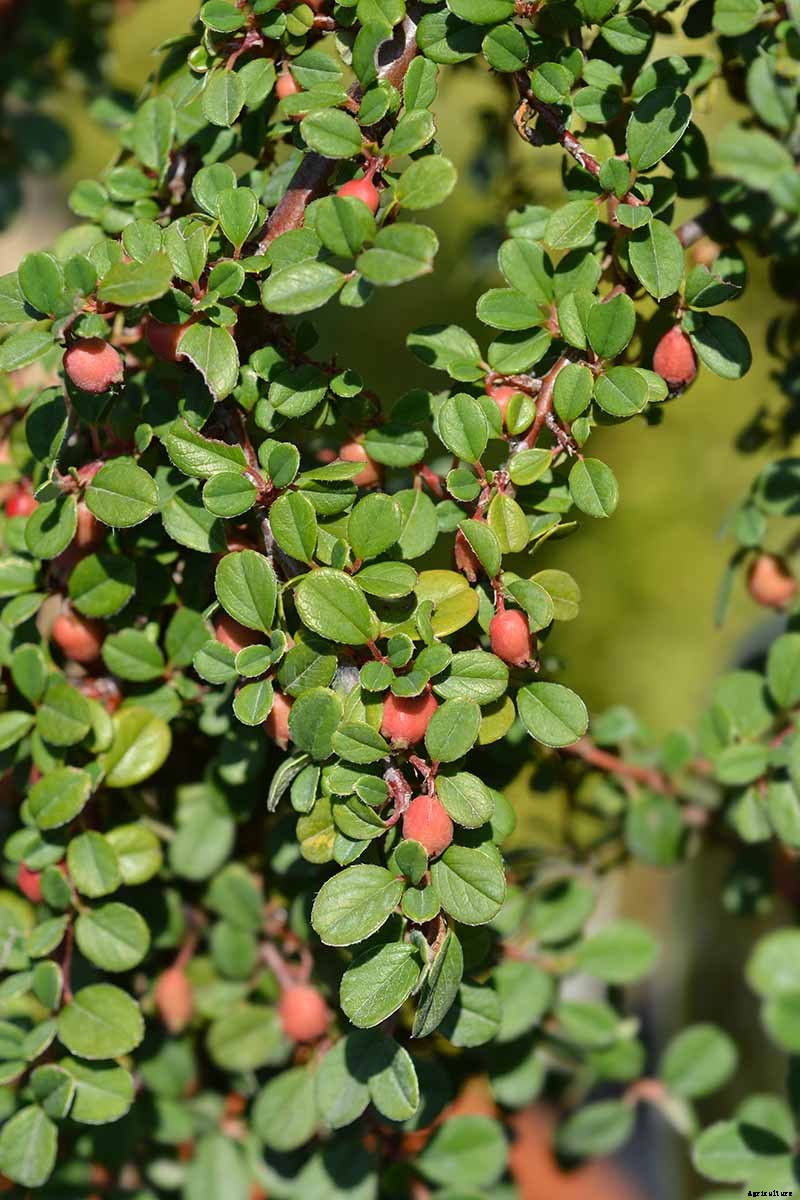 21 of the Best Cotoneaster Varieties for Ground Covers, Hedges, and More