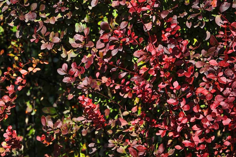 21 of the Best Cotoneaster Varieties for Ground Covers, Hedges, and More