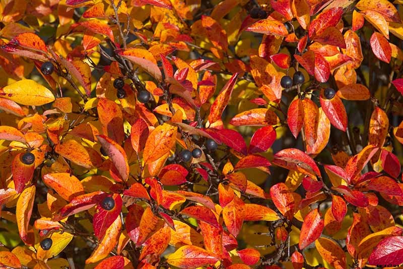 21 of the Best Cotoneaster Varieties for Ground Covers, Hedges, and More