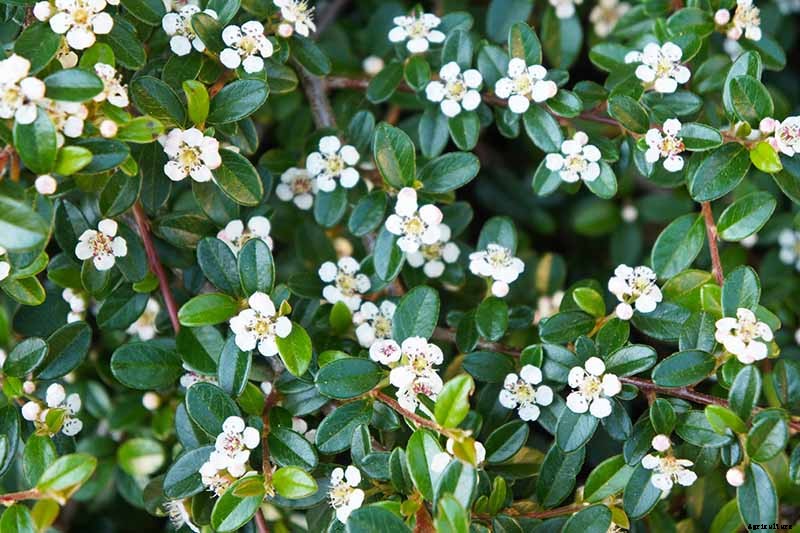 21 of the Best Cotoneaster Varieties for Ground Covers, Hedges, and More