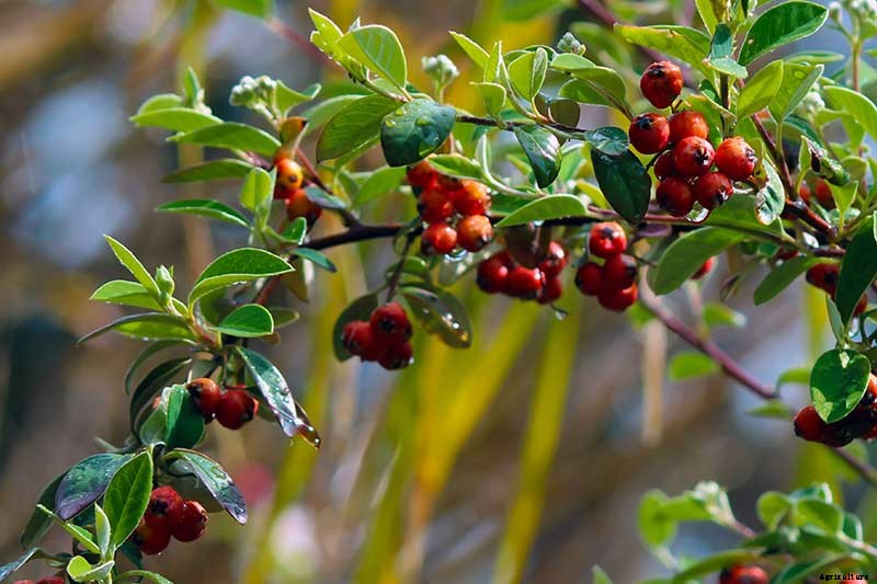 21 of the Best Cotoneaster Varieties for Ground Covers, Hedges, and More