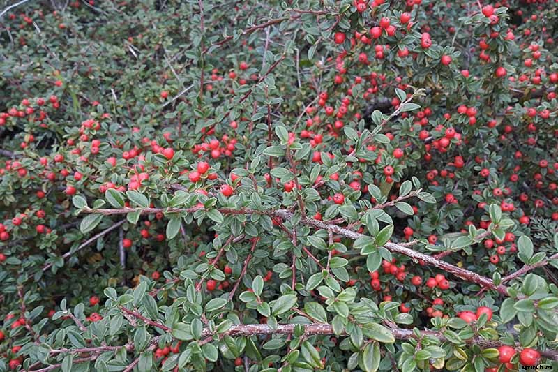 21 of the Best Cotoneaster Varieties for Ground Covers, Hedges, and More