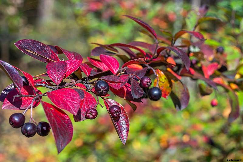 21 of the Best Cotoneaster Varieties for Ground Covers, Hedges, and More