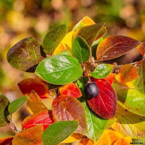 21 of the Best Cotoneaster Varieties for Ground Covers, Hedges, and More