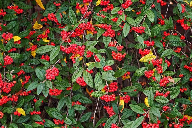 21 of the Best Cotoneaster Varieties for Ground Covers, Hedges, and More