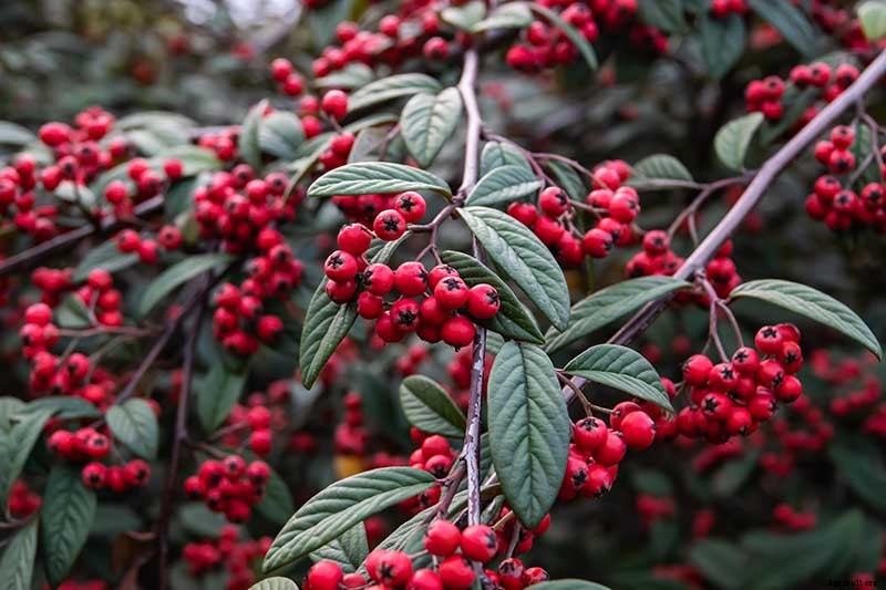21 of the Best Cotoneaster Varieties for Ground Covers, Hedges, and More