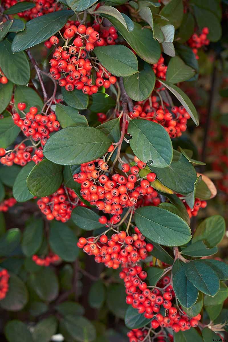 21 of the Best Cotoneaster Varieties for Ground Covers, Hedges, and More