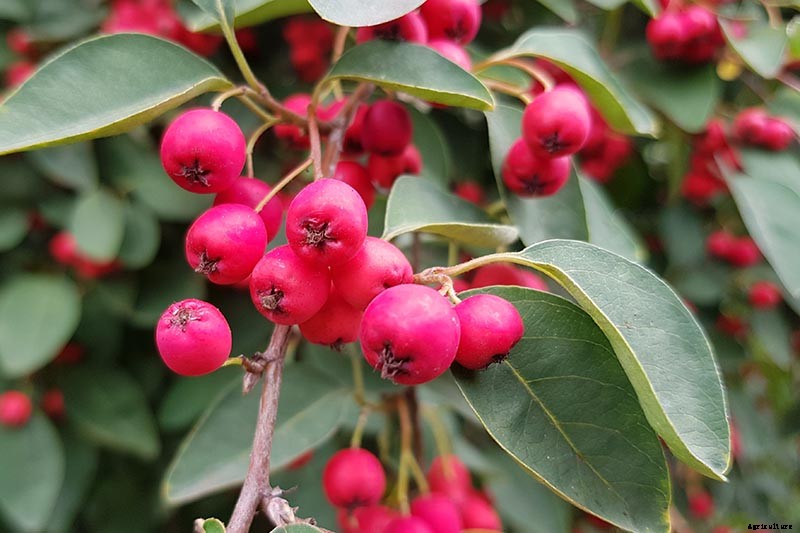 21 of the Best Cotoneaster Varieties for Ground Covers, Hedges, and More