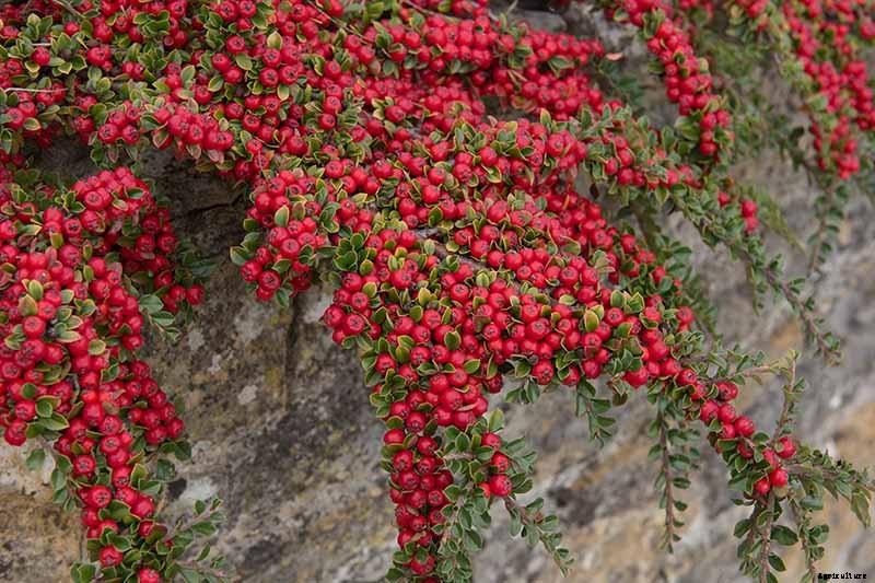 21 of the Best Cotoneaster Varieties for Ground Covers, Hedges, and More