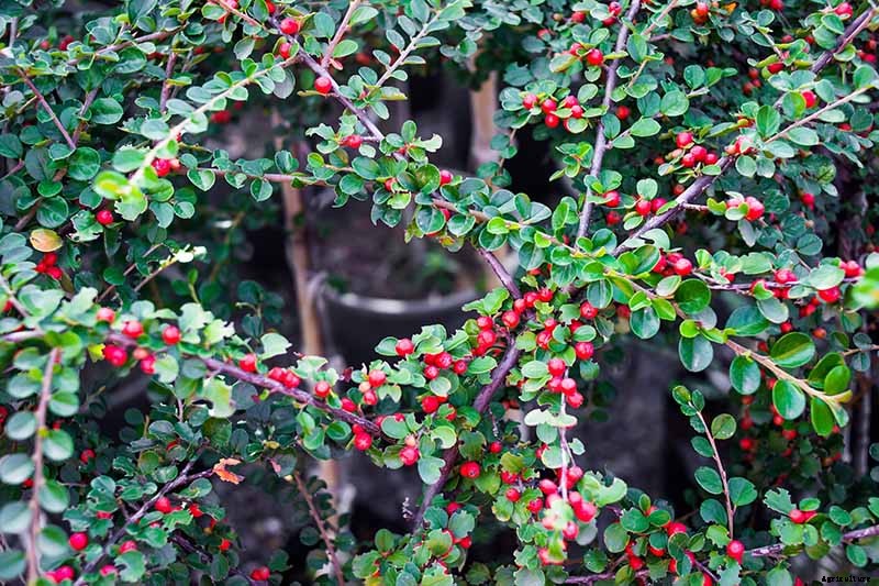 21 of the Best Cotoneaster Varieties for Ground Covers, Hedges, and More