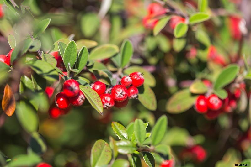 21 of the Best Cotoneaster Varieties for Ground Covers, Hedges, and More