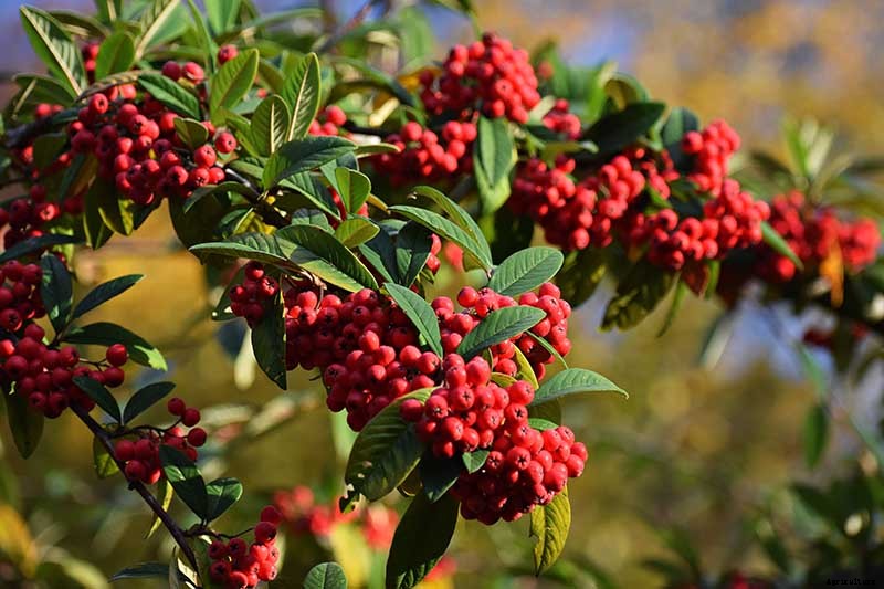 21 of the Best Cotoneaster Varieties for Ground Covers, Hedges, and More