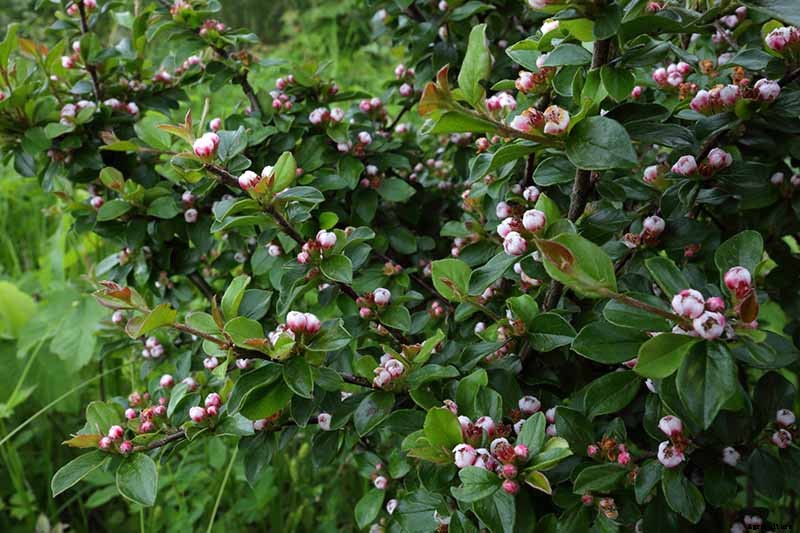 21 of the Best Cotoneaster Varieties for Ground Covers, Hedges, and More