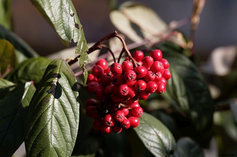 21 of the Best Cotoneaster Varieties for Ground Covers, Hedges, and More