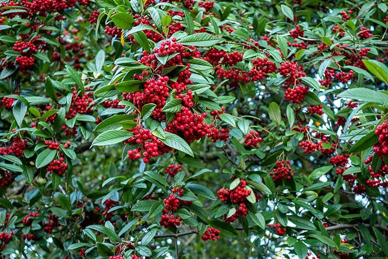 21 of the Best Cotoneaster Varieties for Ground Covers, Hedges, and More