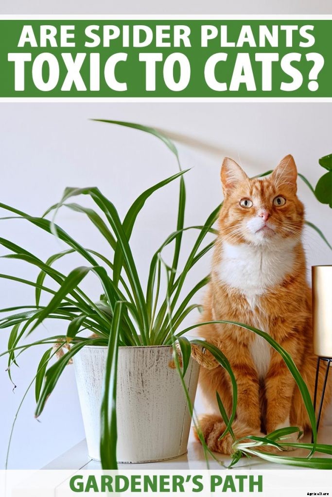 Are Spider Plants Toxic to Cats?
