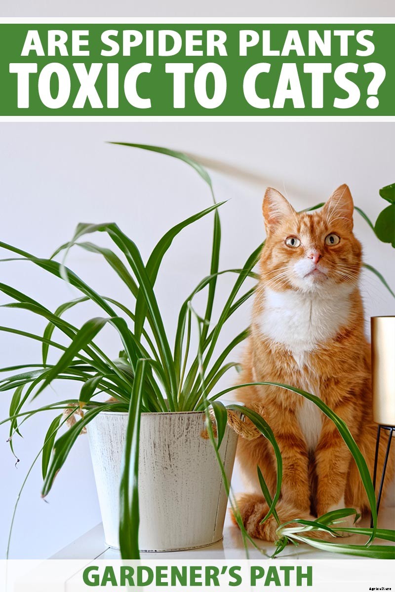 Are Spider Plants Toxic to Cats?