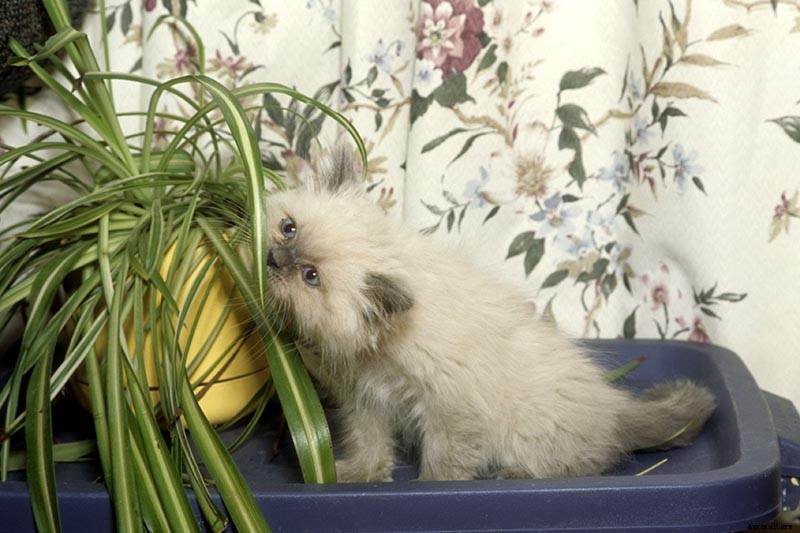 Are Spider Plants Toxic to Cats?