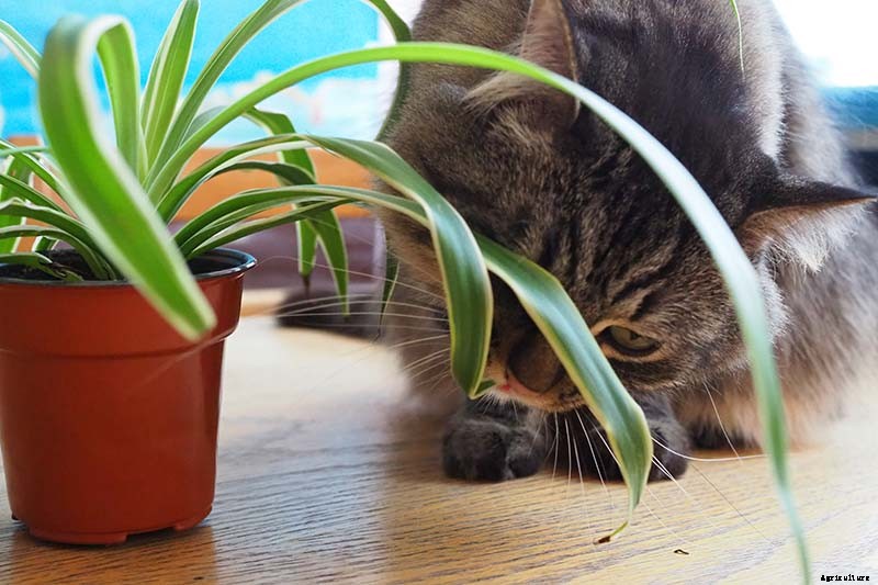 Are Spider Plants Toxic to Cats?